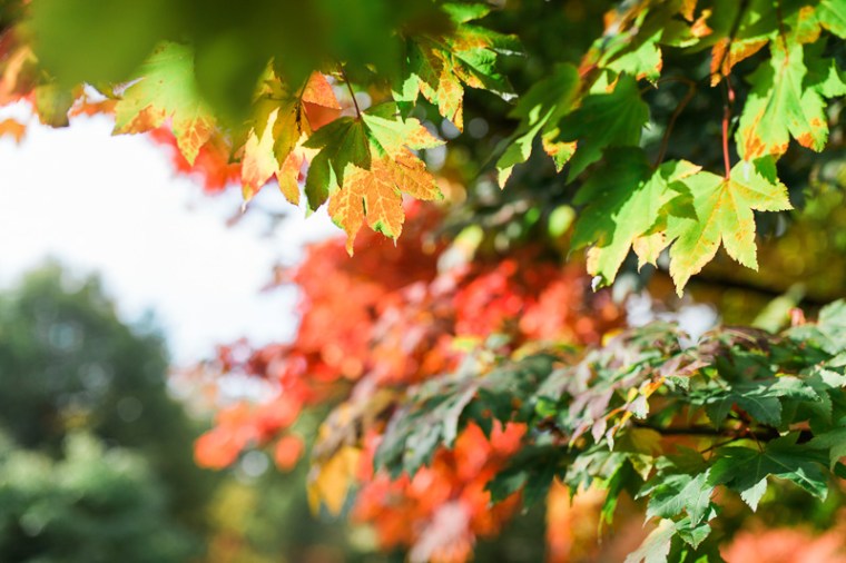 westonbirt-arboretum-proposal-engagement-photographer-annie-crossman-117